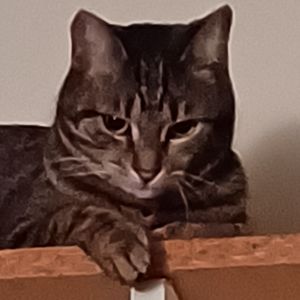 Meet your Posher, Amely